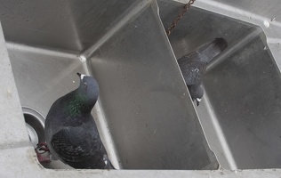 321-1063 Pacific Beach - Pigeons in Sink